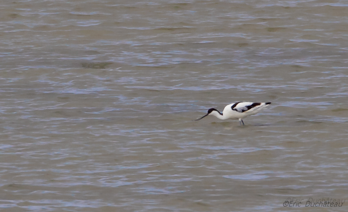 Avocette élégante